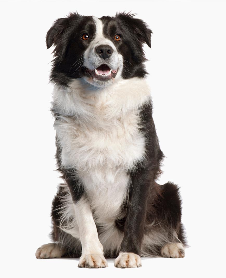 Proud Waggle dog
