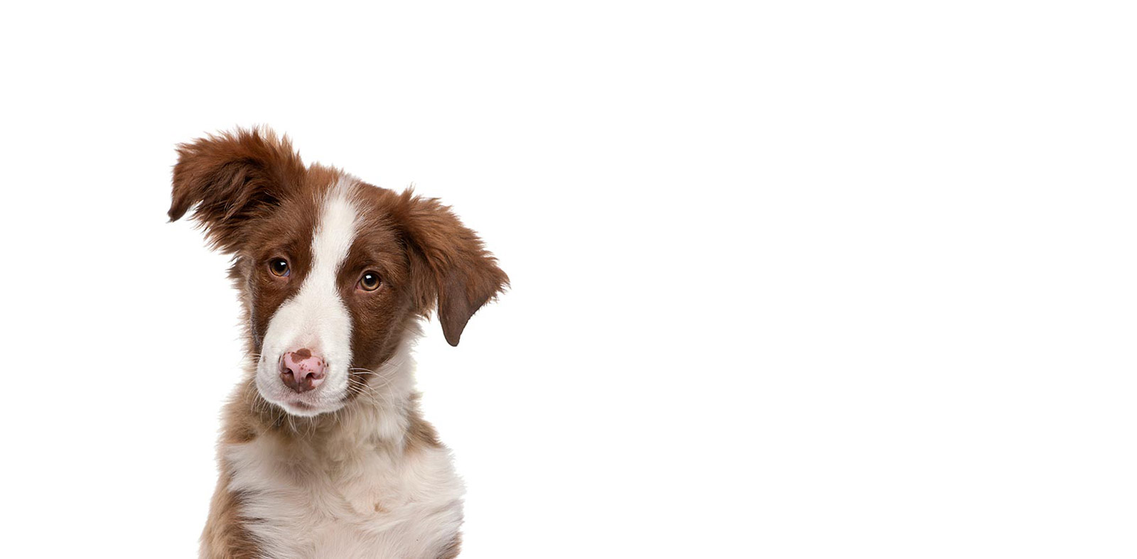Cute Waggle dog