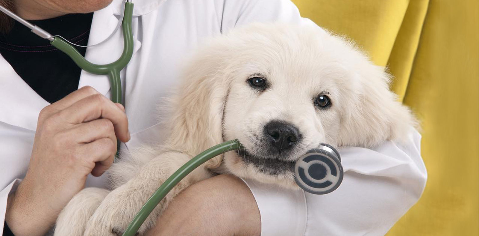 Very cute Waggle dog