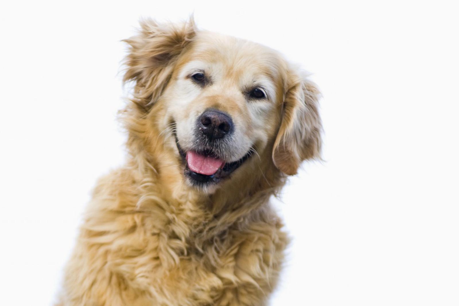 Waggle dog