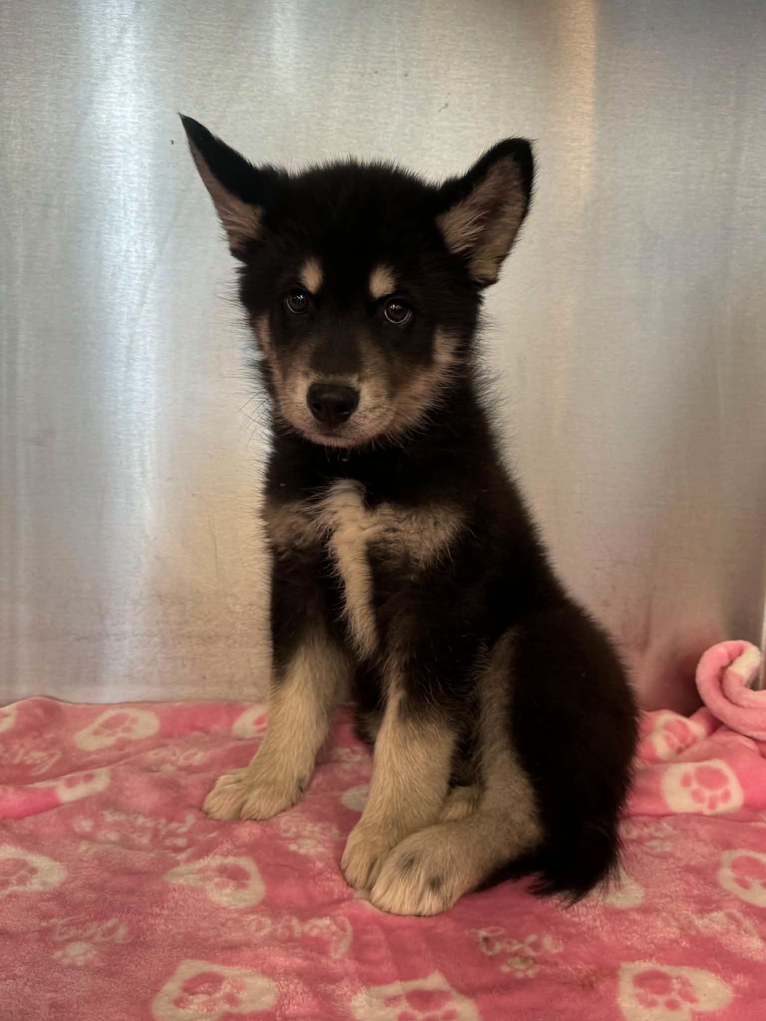 Photo of Shadow