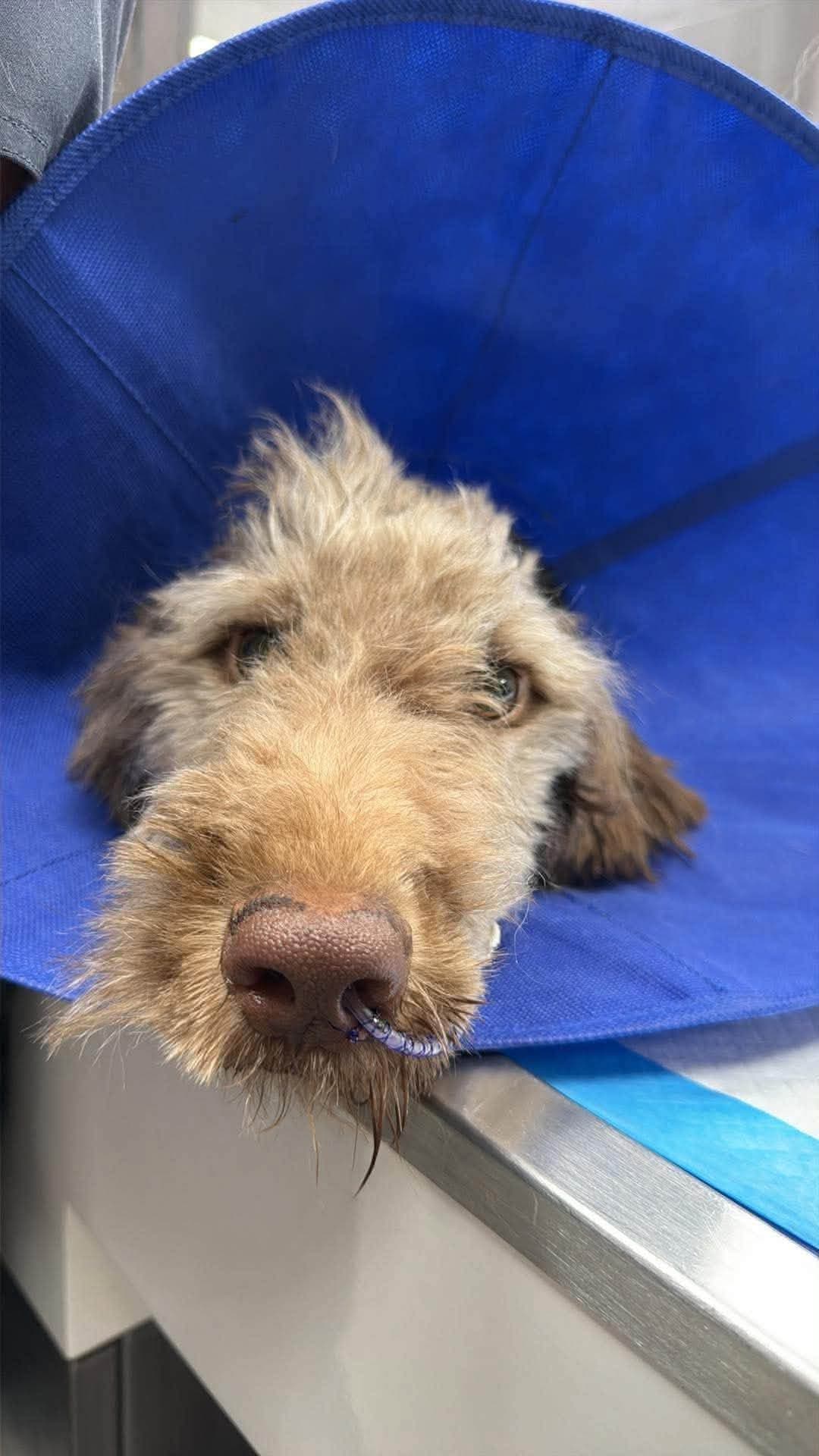 Photo of Oliver