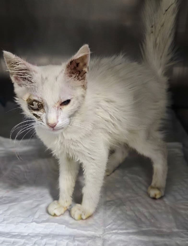 Photo of Sugar