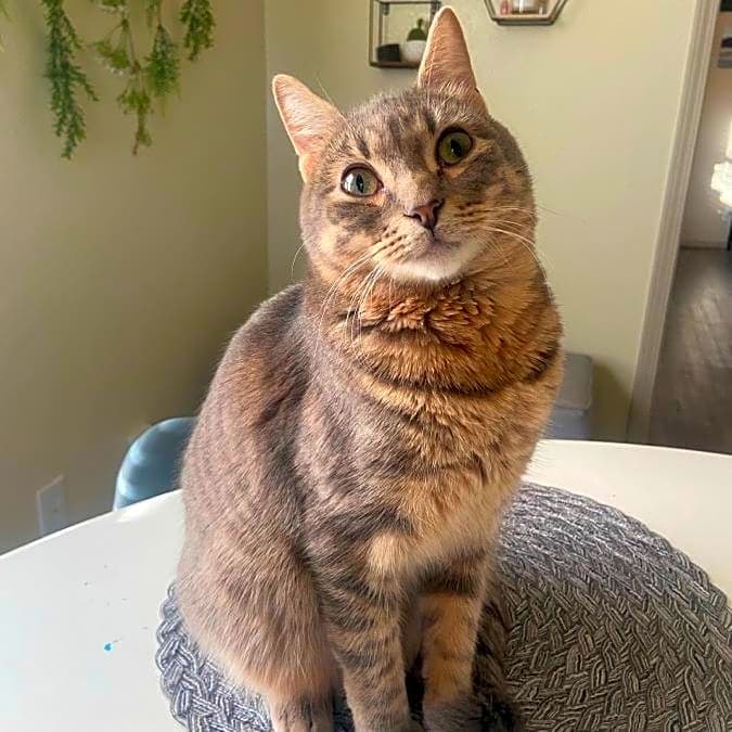 Photo of Boba