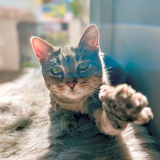 Photo of Ashe