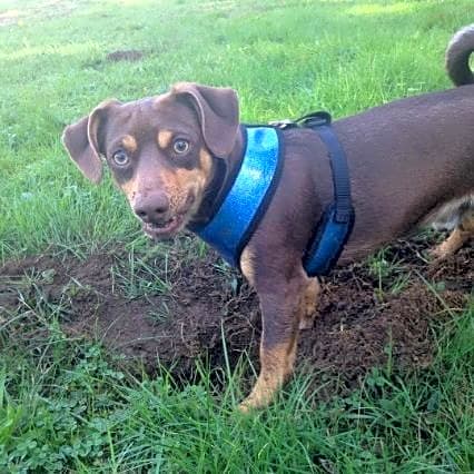Photo of Tucker