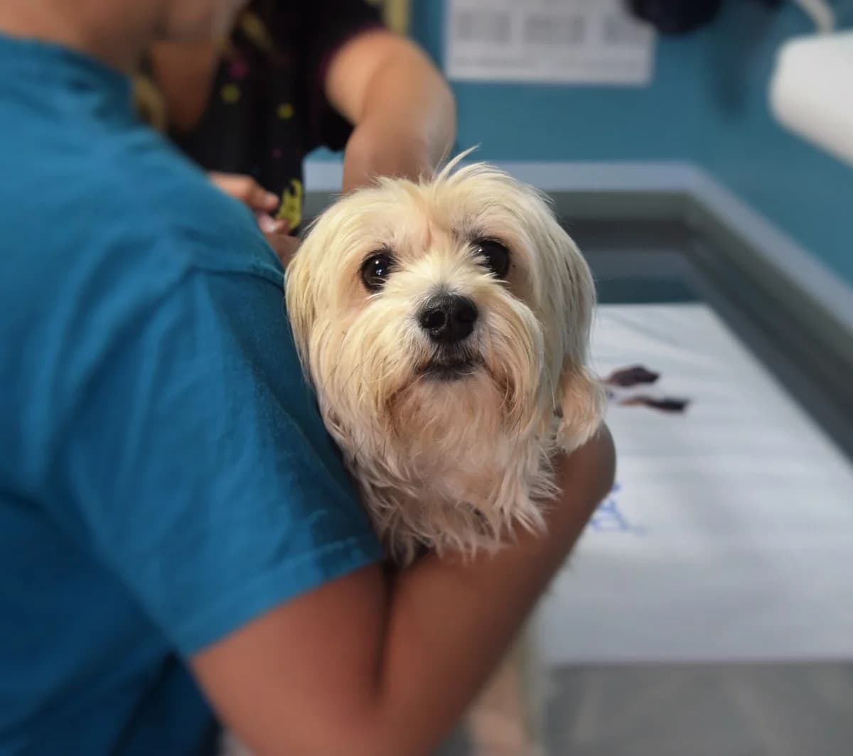 Why is veterinary care so expensive, and can you negotiate fees?