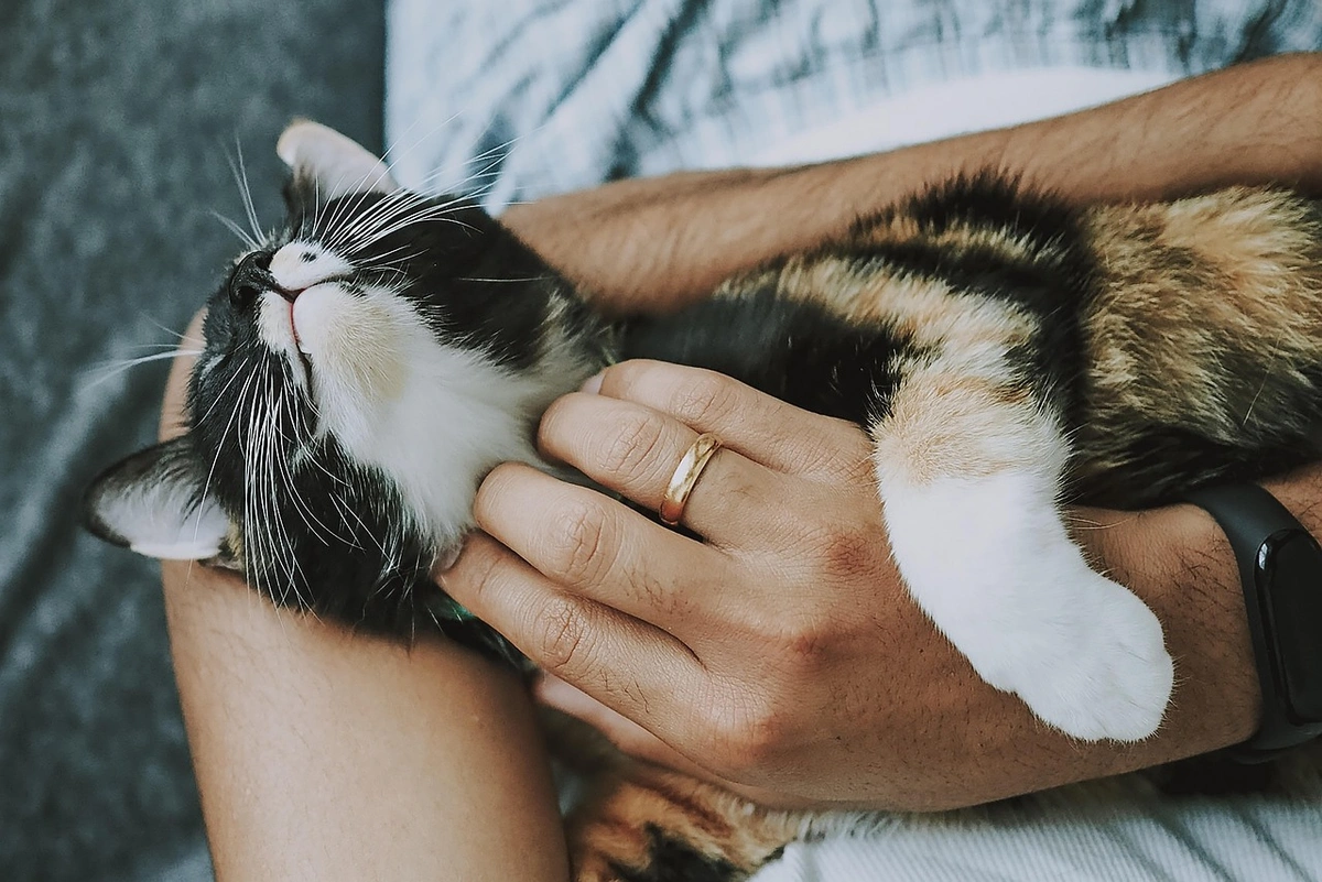 Beyond Companionship: The Power of Pet Therapy