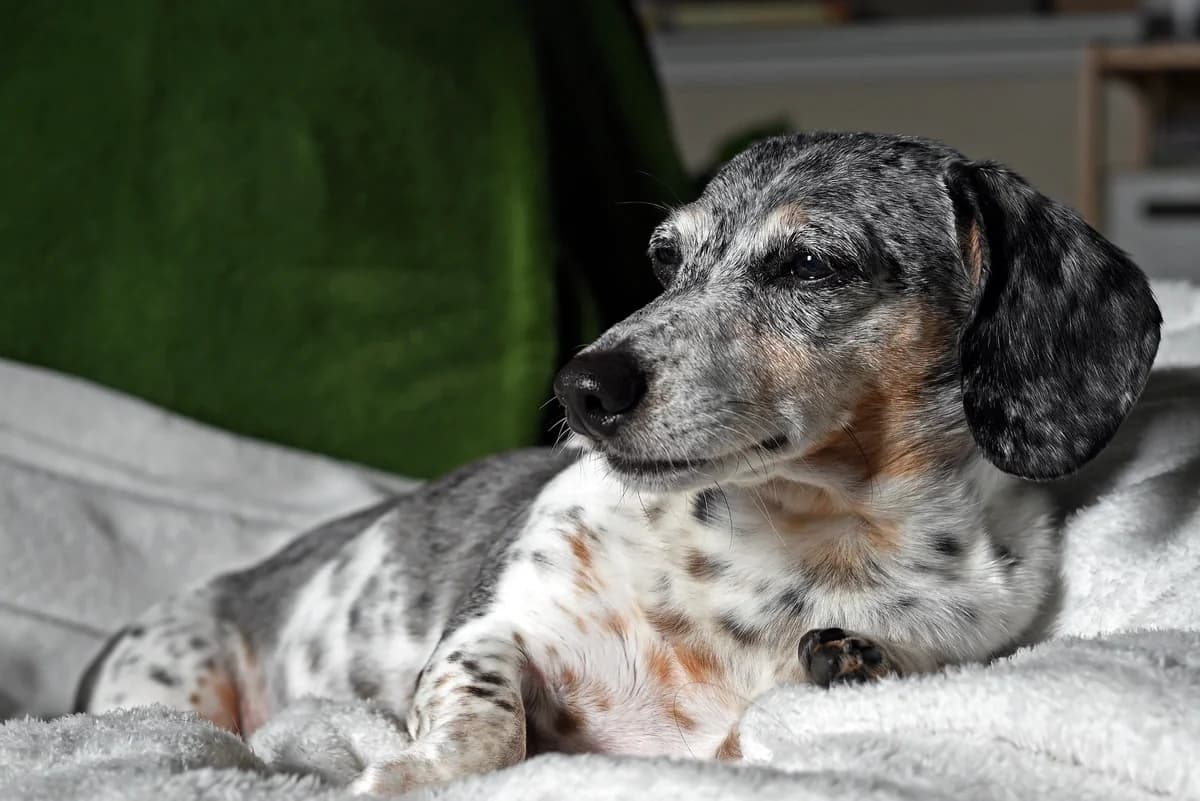 In hard times, compassion towards animals isn’t a luxury