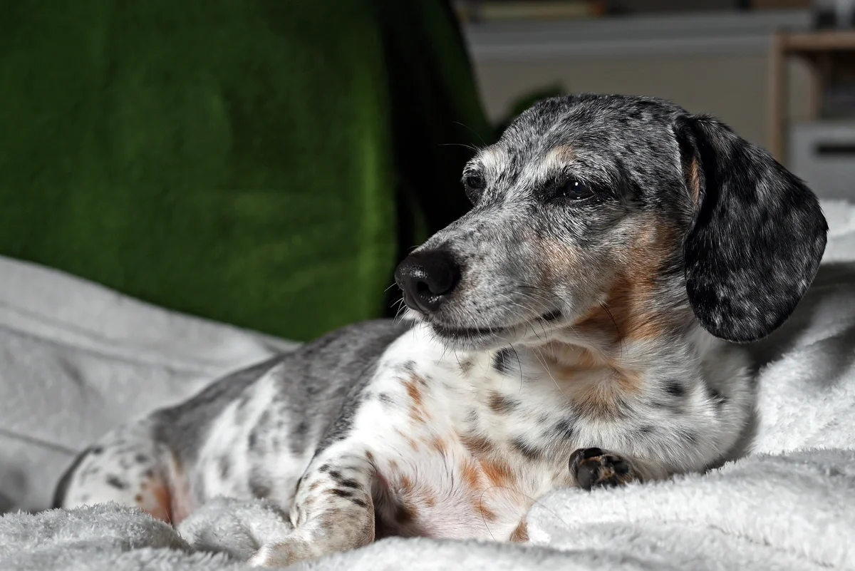 In hard times, compassion towards animals isn’t a luxury