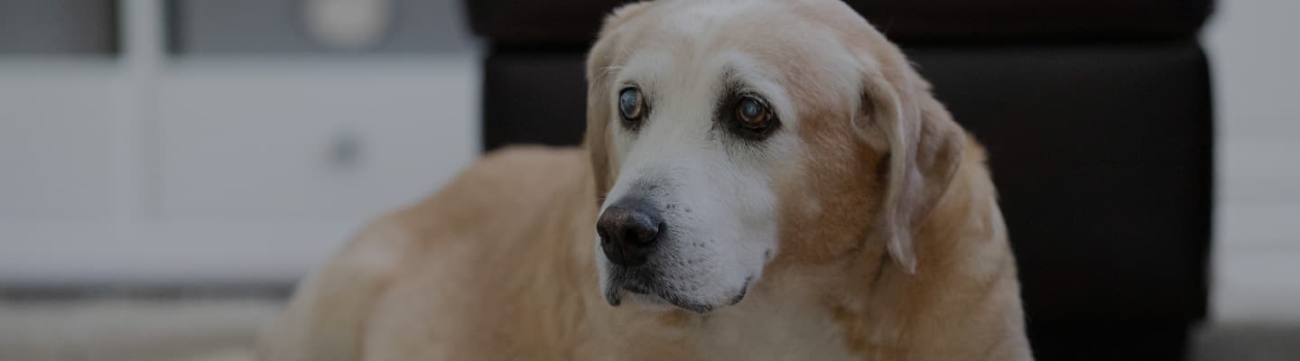 Dog Ear Hematoma Surgery Cost