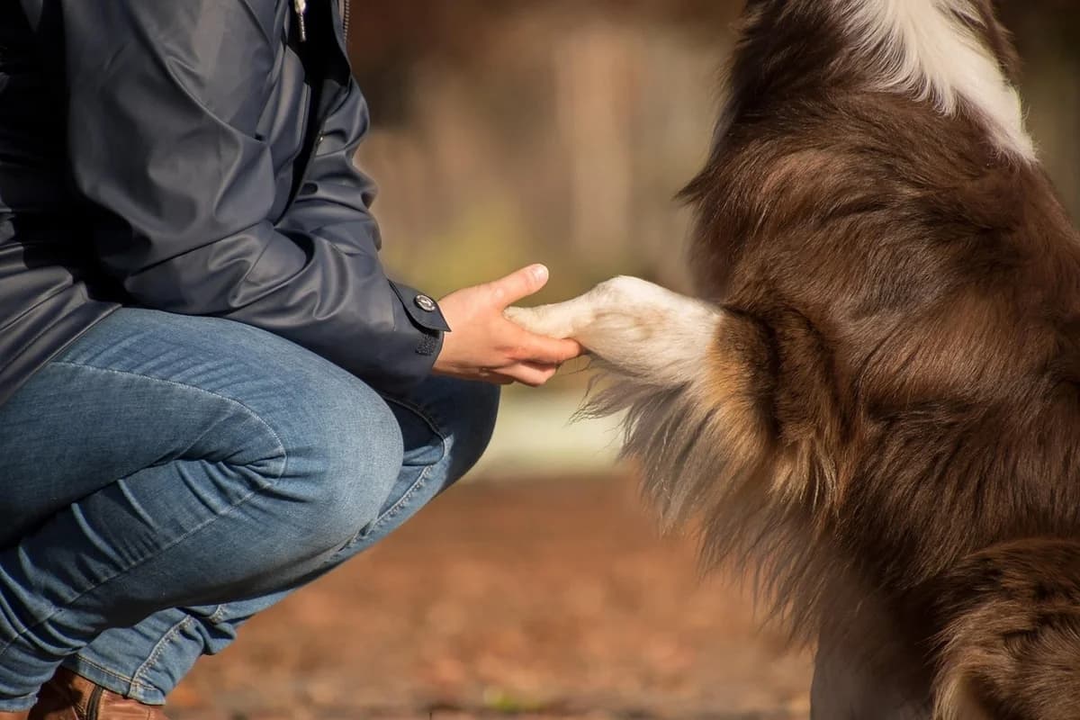 How Much Does Dog ACL Surgery Cost? A Clear Guide