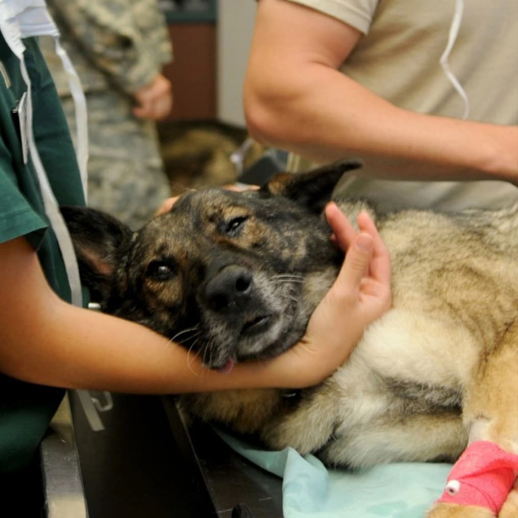 How Much Does an Emergency Veterinary Visit Cost?