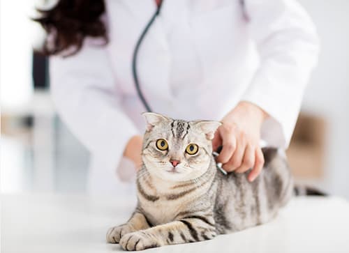 How Much Will Cat Intestinal Blockage Surgery Cost You?